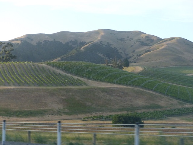 Vineyards and dry rolling hills near Blenheim, Nov 2015